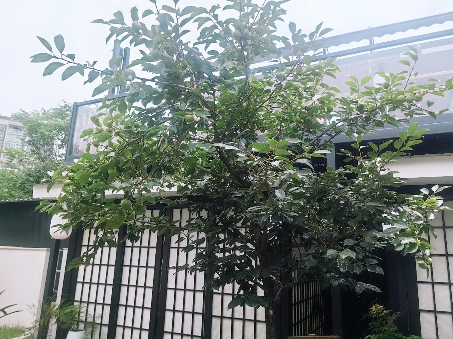 在荥经吃到一个好吃😋又好看的餐厅 雅安·与春山融合茶餐厅