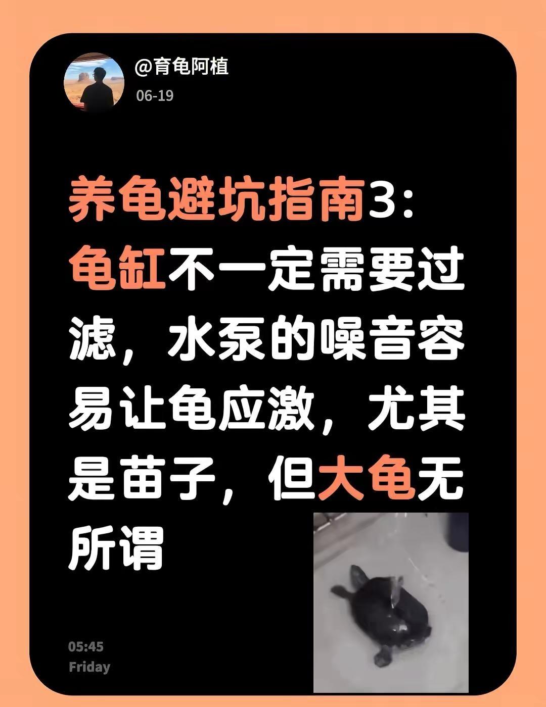 养龟避坑指南3：龟缸不一定需要过滤，水泵的噪音容易让龟应激，尤其是苗子，但大龟无