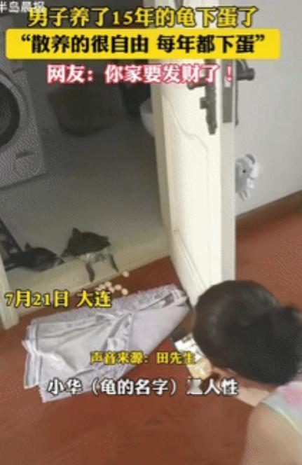 “意外的惊喜！”辽宁大连，一男子去卫生间时，突然发现养了15年的龟倒趴在门槛上，