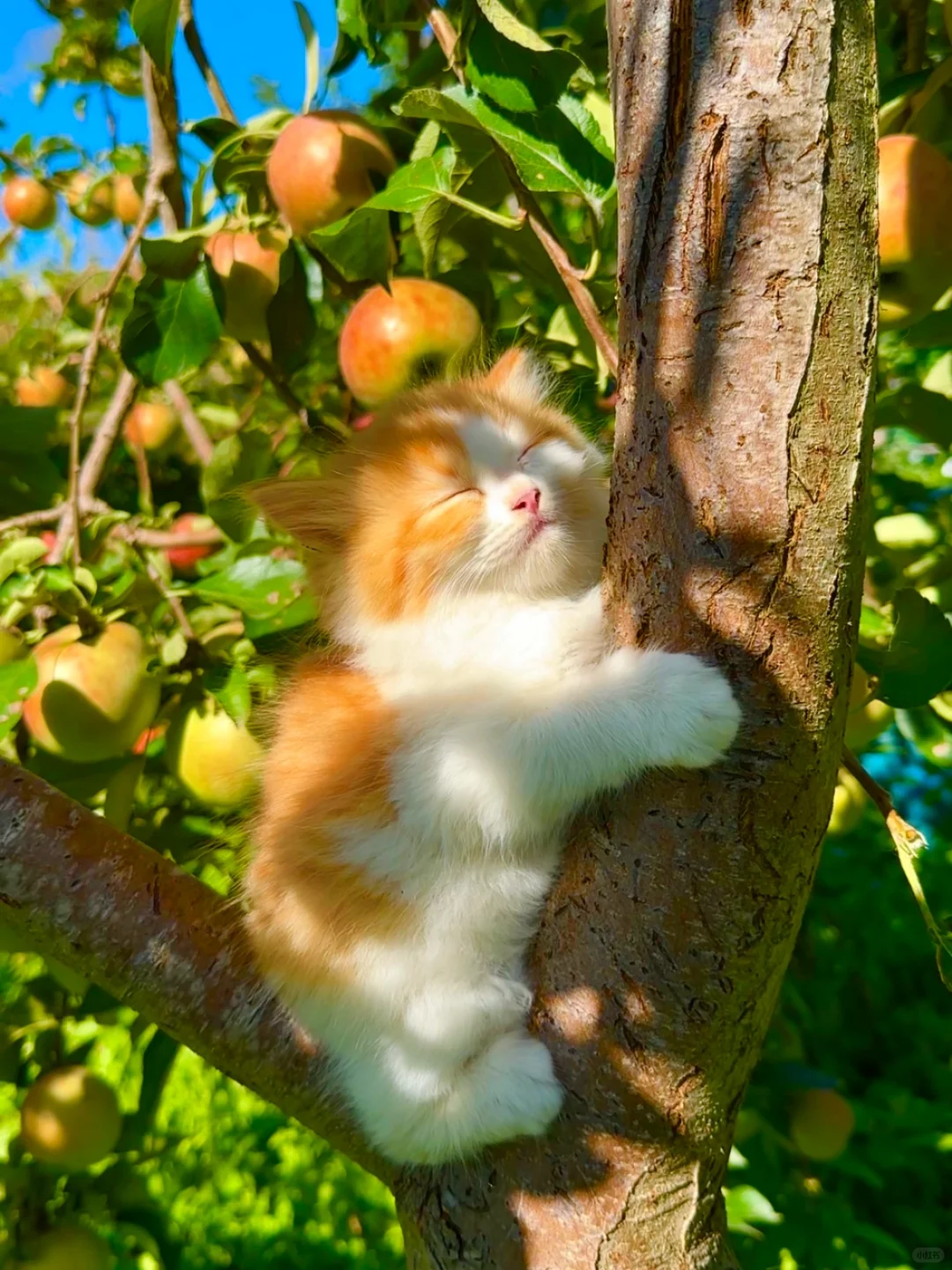笑死！小猫崽汁边爬树边睡着啦～