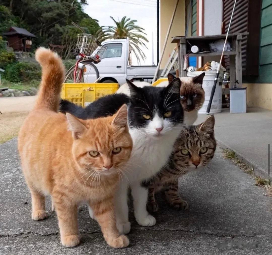 喵帮，干架吗？我们超凶的～