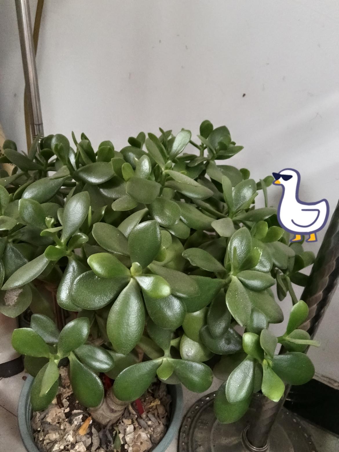 养一盆玉树，日子越养越踏实！
 
我家这盆玉树养了快五年，从一小枝苗长成了现在郁