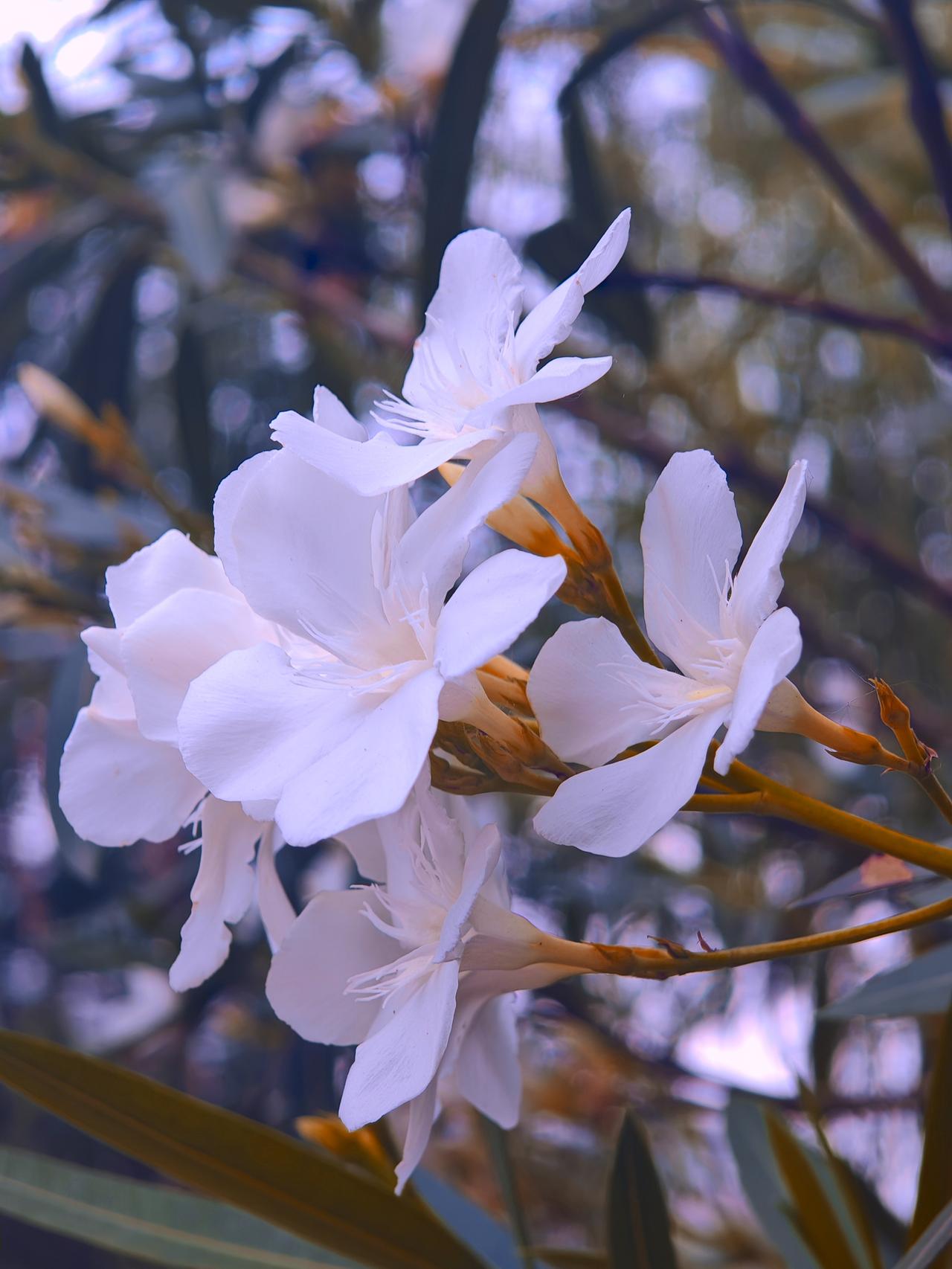 夹竹桃这花，颜值是真高，玫红、粉红的花朵娇艳欲滴，花瓣层层叠叠，远看就像一把把撑
