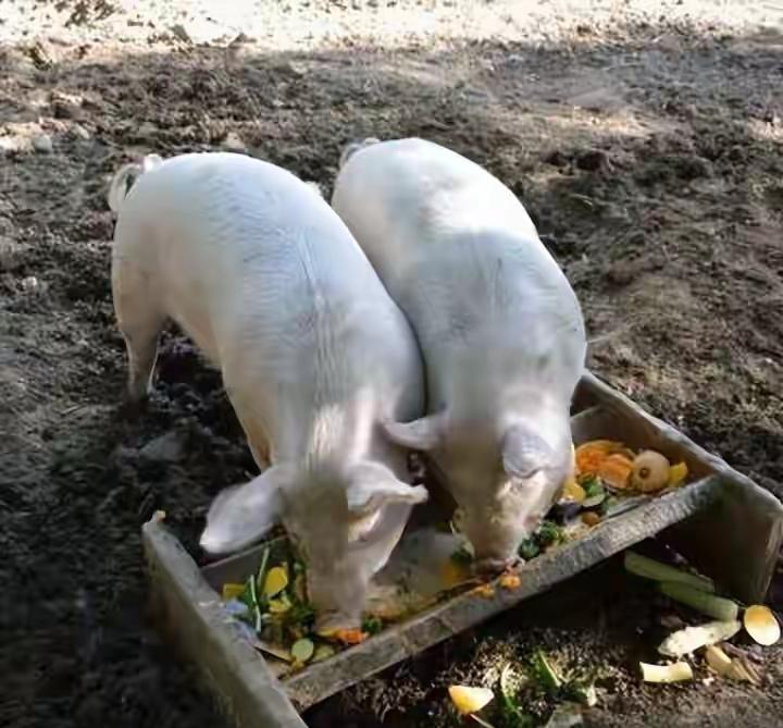 这跟猪槽是不是同款？这个餐厅的饮食文化果然不一样哈，这应该是一款复古农耕风的餐具