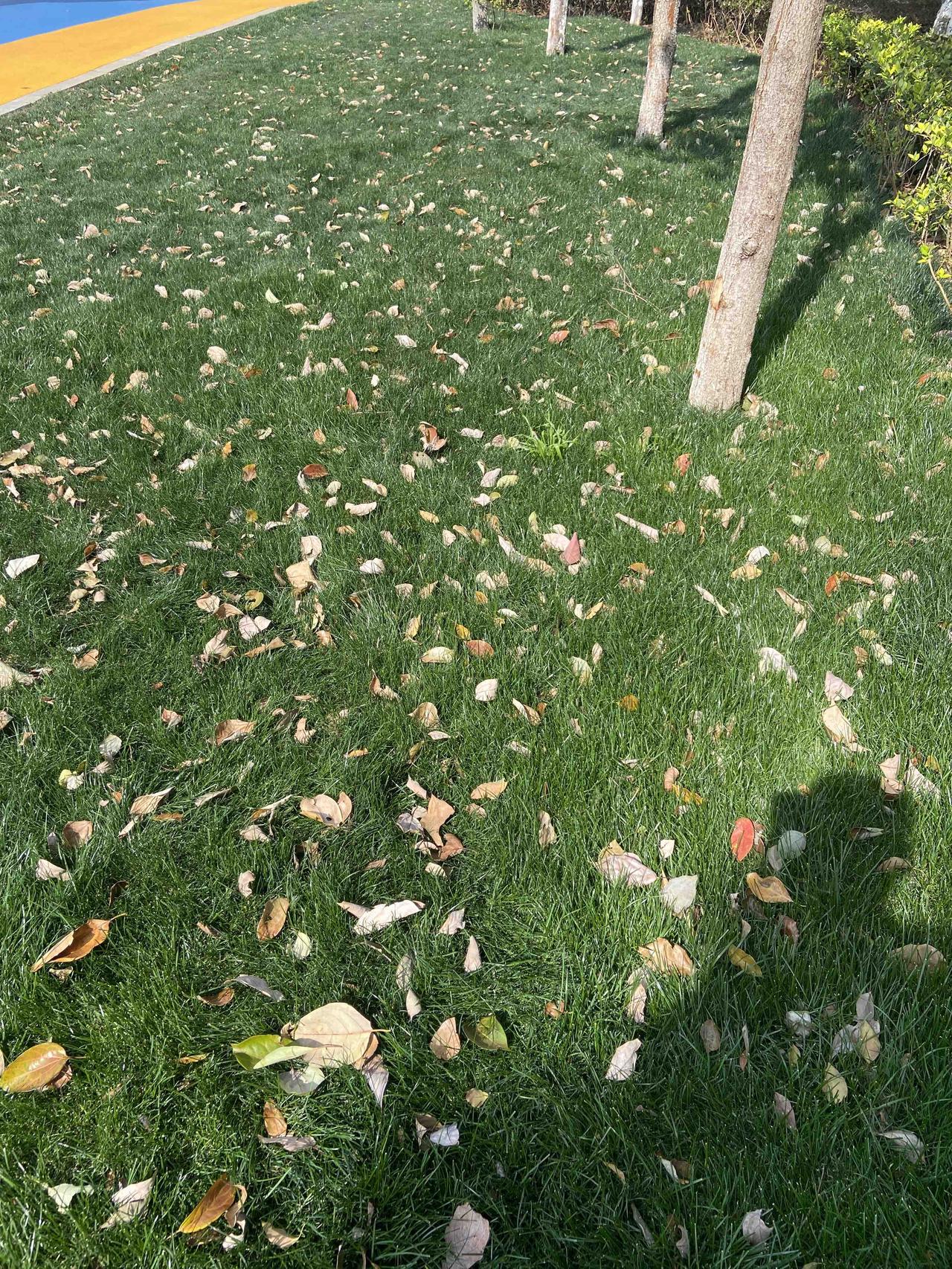 散步的时候在公园里面看到很多片草地，好多人坐在草地上休息。
有一片草地的草长的特