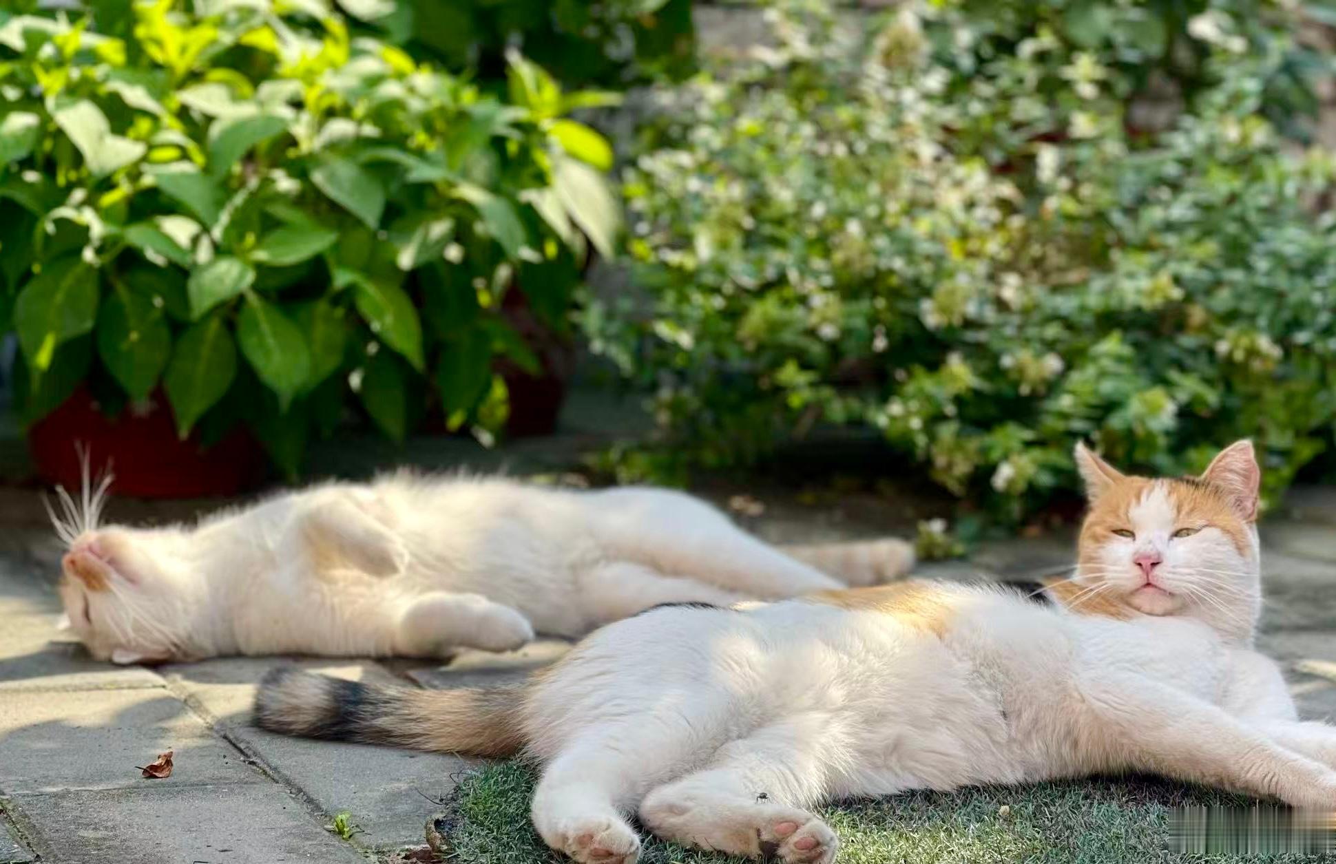 今天～云慢风轻，感觉花花都在打盹。就这样，院子静着，猫躺着，微风慢慢地吹着。它们