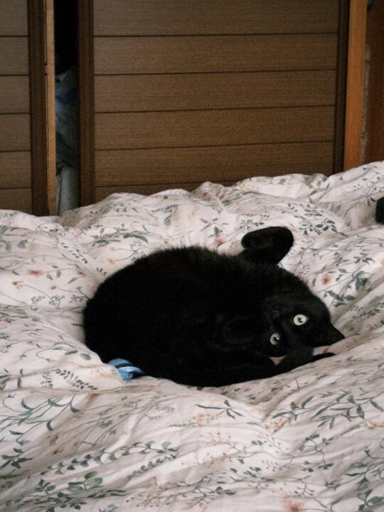 小猫咪的两幅面孔