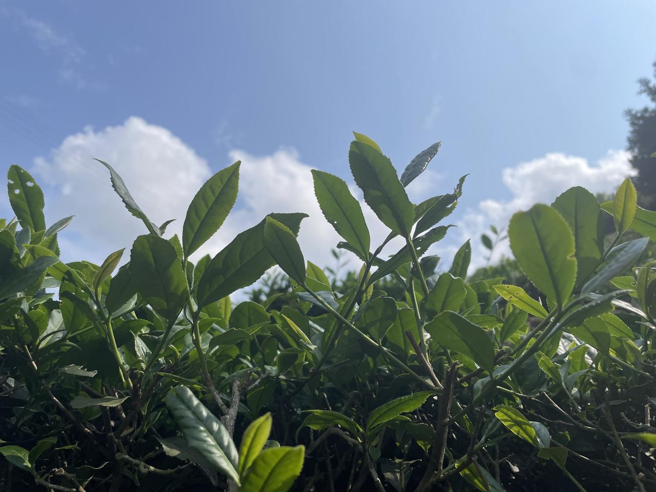 春风温柔漫遍街巷，草木新生，繁花次第绽放。漫步春日里，感受暖阳清风，日子平淡又治