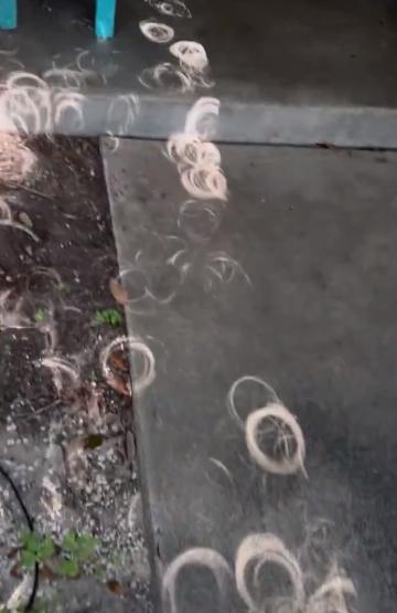平时在树底下看到一地圆圆的光斑，很多人可能根本不会多想。
可要是赶上日食，你再低