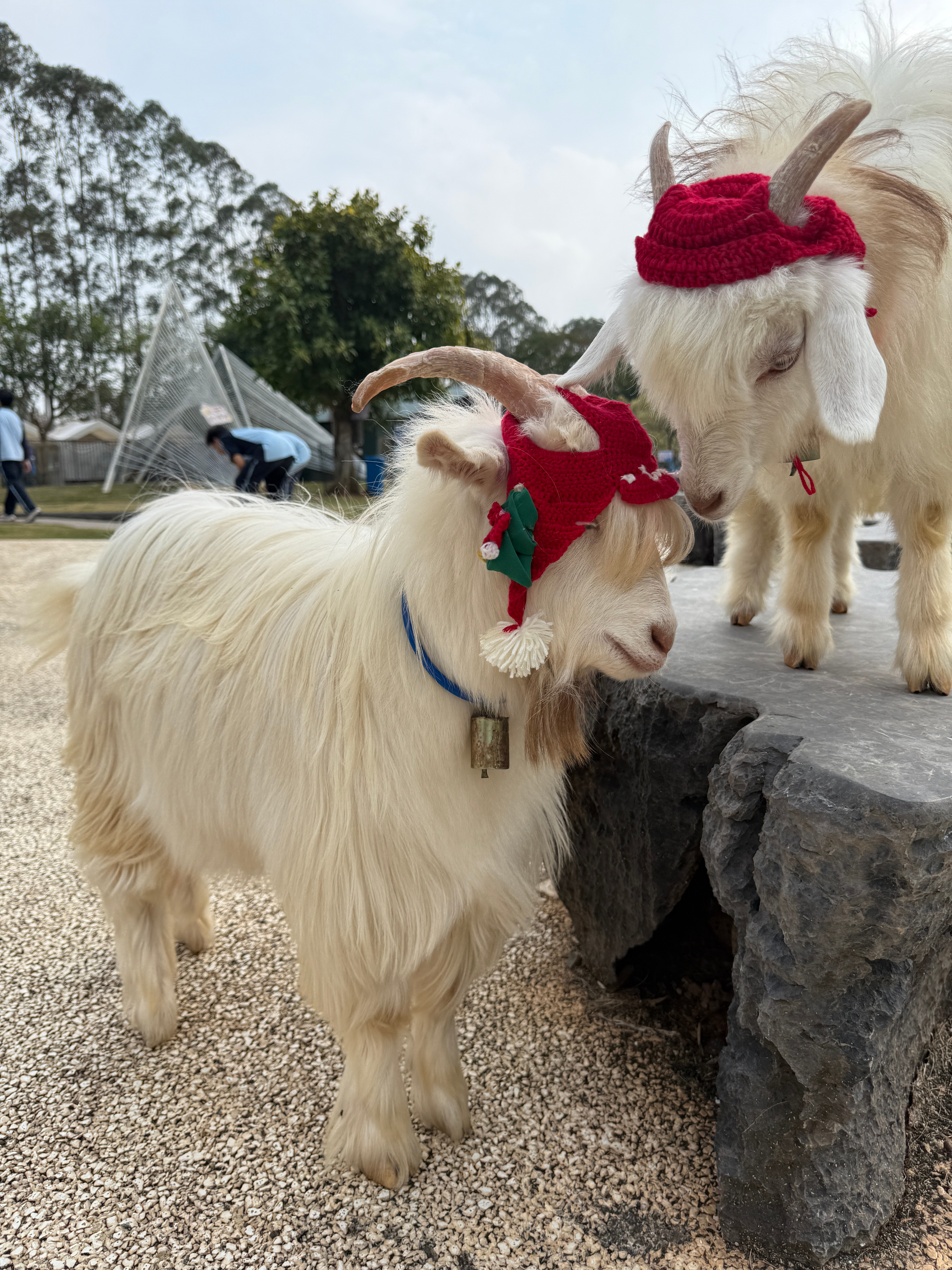 红色➕帅🐑🟰二羊迁徙 