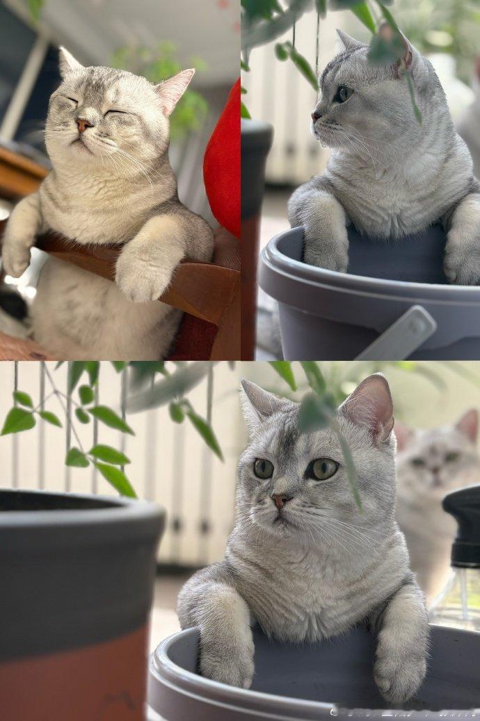 分不清张泽禹的猫分不清张泽禹家的猫 分不清张泽禹家的猫，哪个是复制哪个是粘贴 