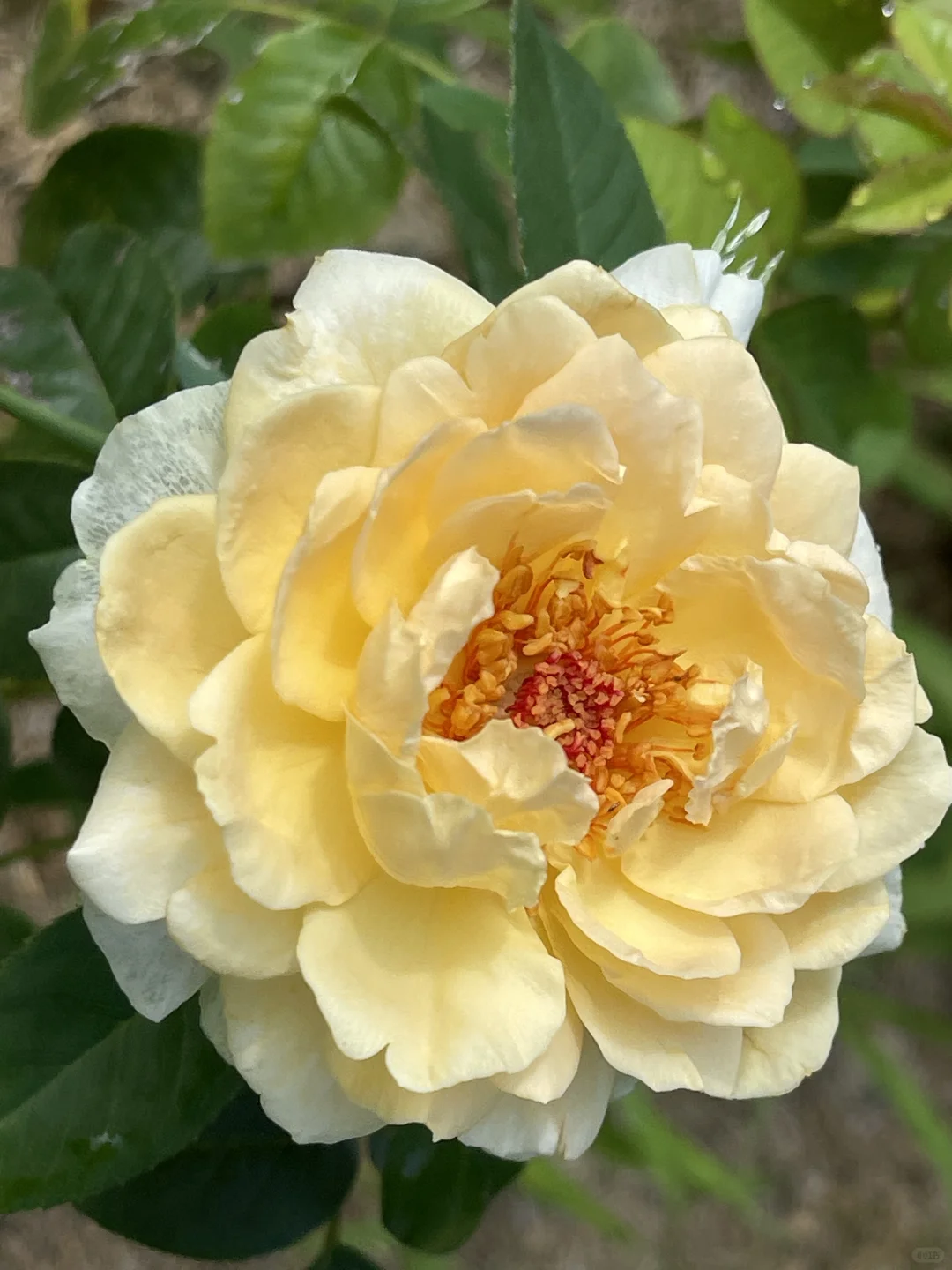 木村迪肯初花