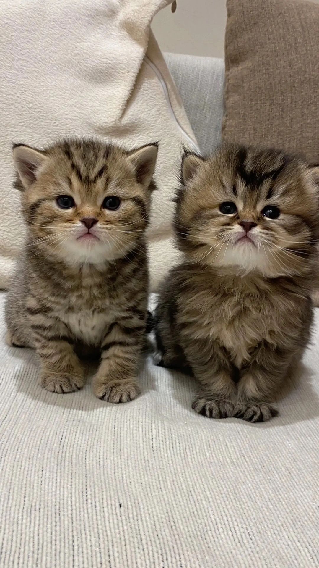 昆明猫咪找领养