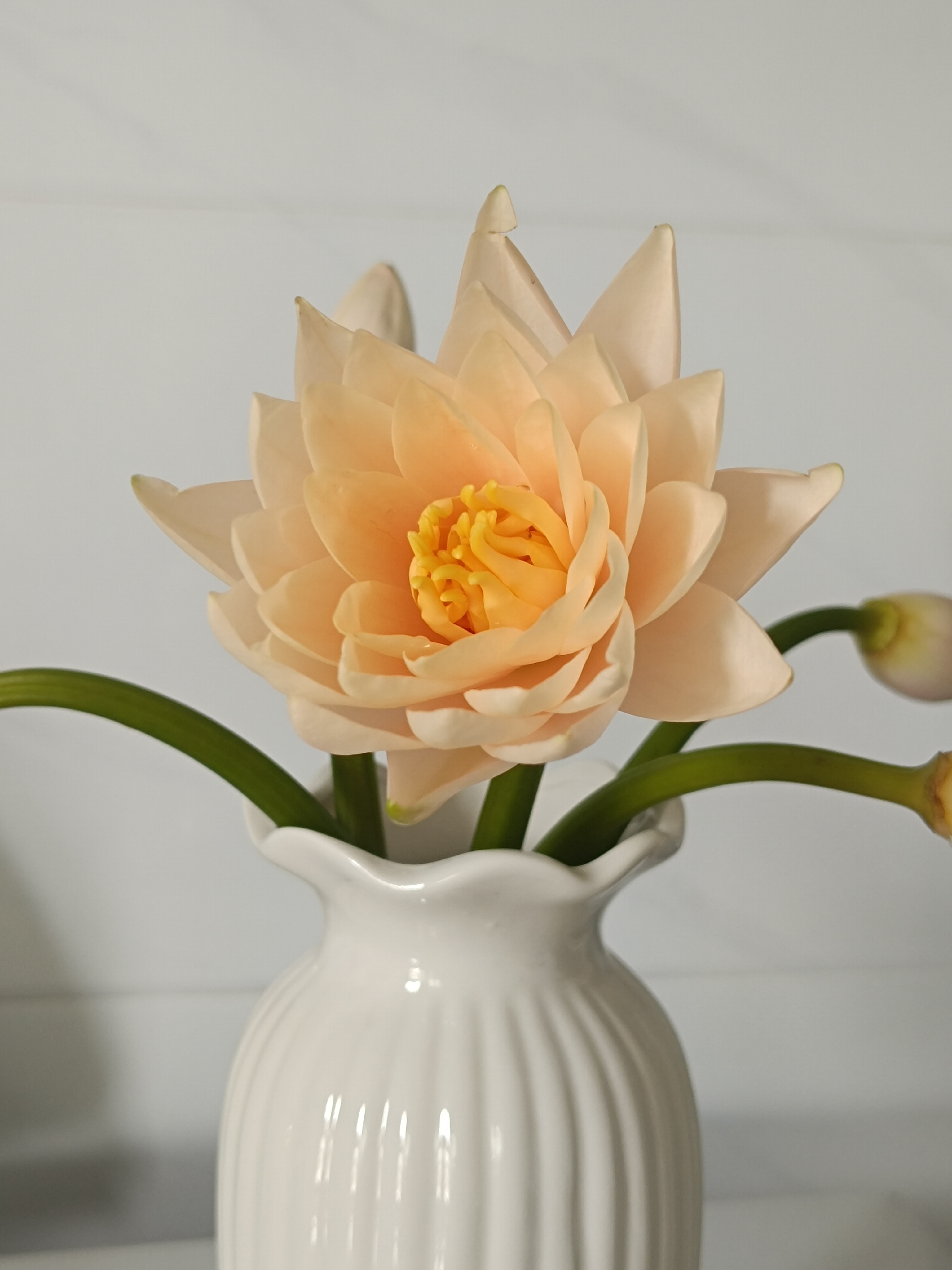 花醒了一朵。没人陪我玩，虫子陪我玩，我都不知道它叫什么名字。 