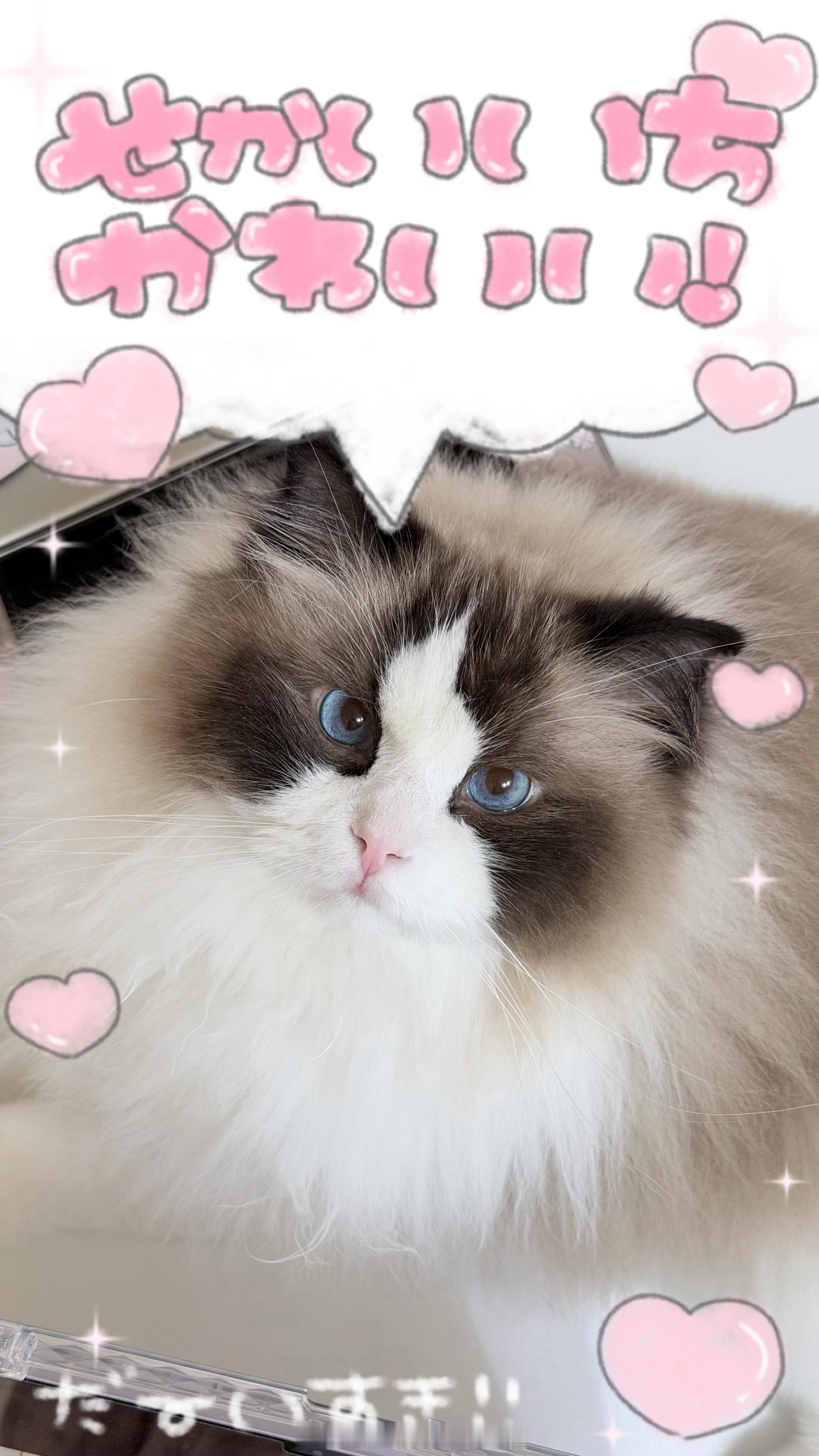 Meow 
