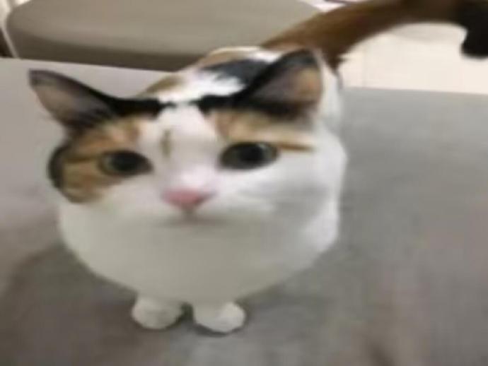 审猫积累๑> <๑♡ 