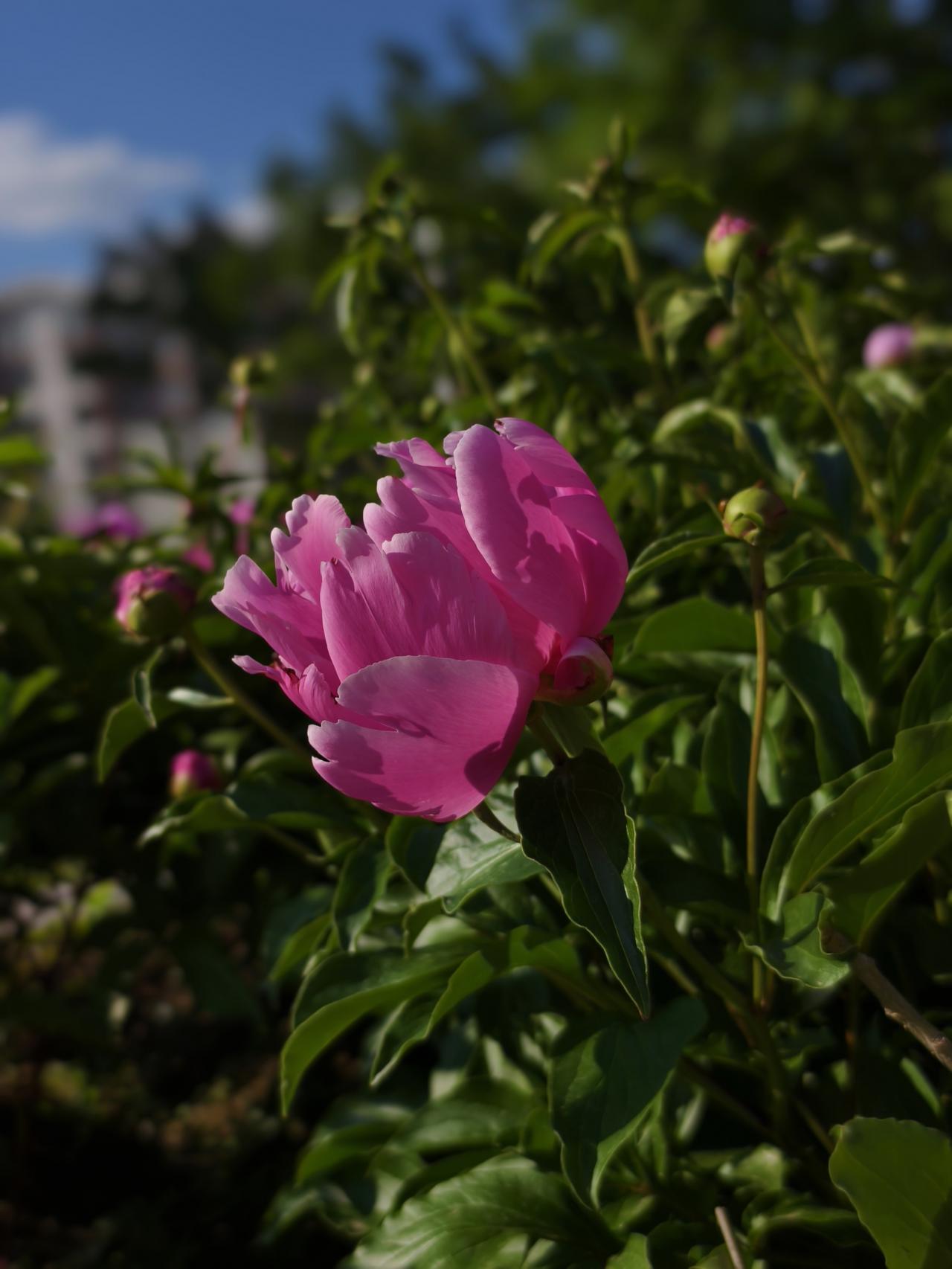 老话常说：“芒种不种，再种无用。”甚至有人传言，芒种一过，老天爷就关了“种植通道