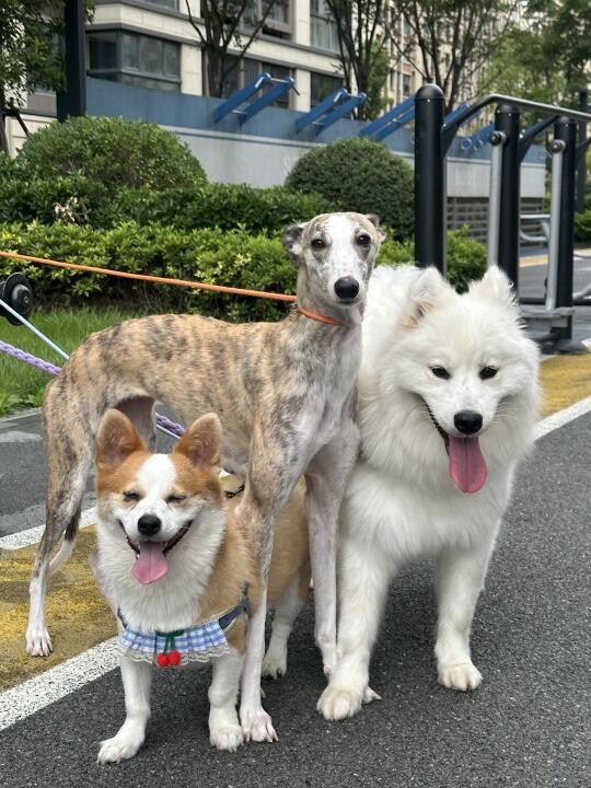 小狗叠叠乐 J狗是很会合理利用空间的