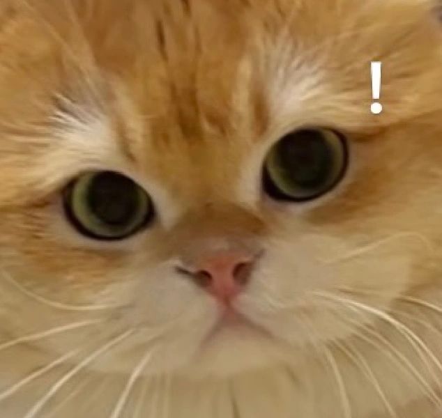 一组猫咪表情包[送花花] ​​​