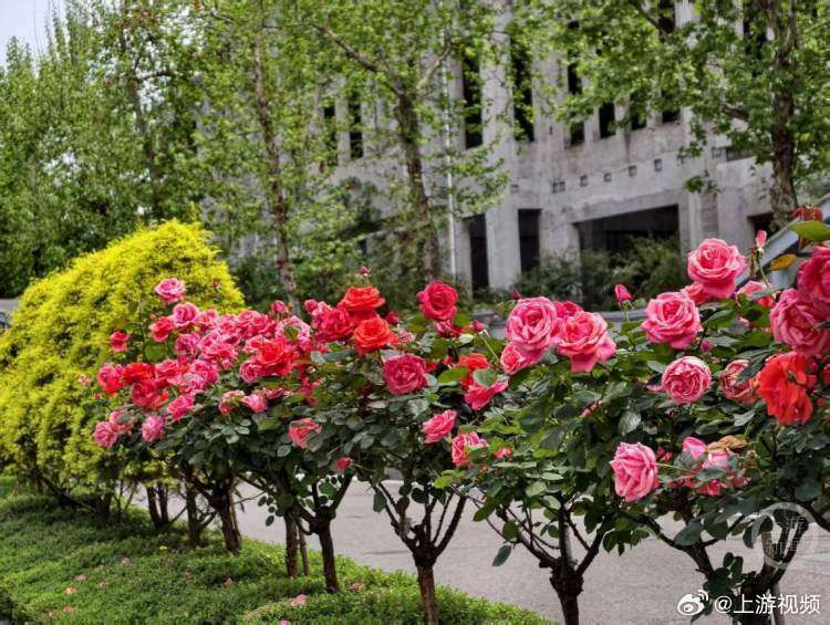 #重庆月季开启无限续杯模式#【一路繁花一路景 重庆月季开启“无限续杯”模式】#重