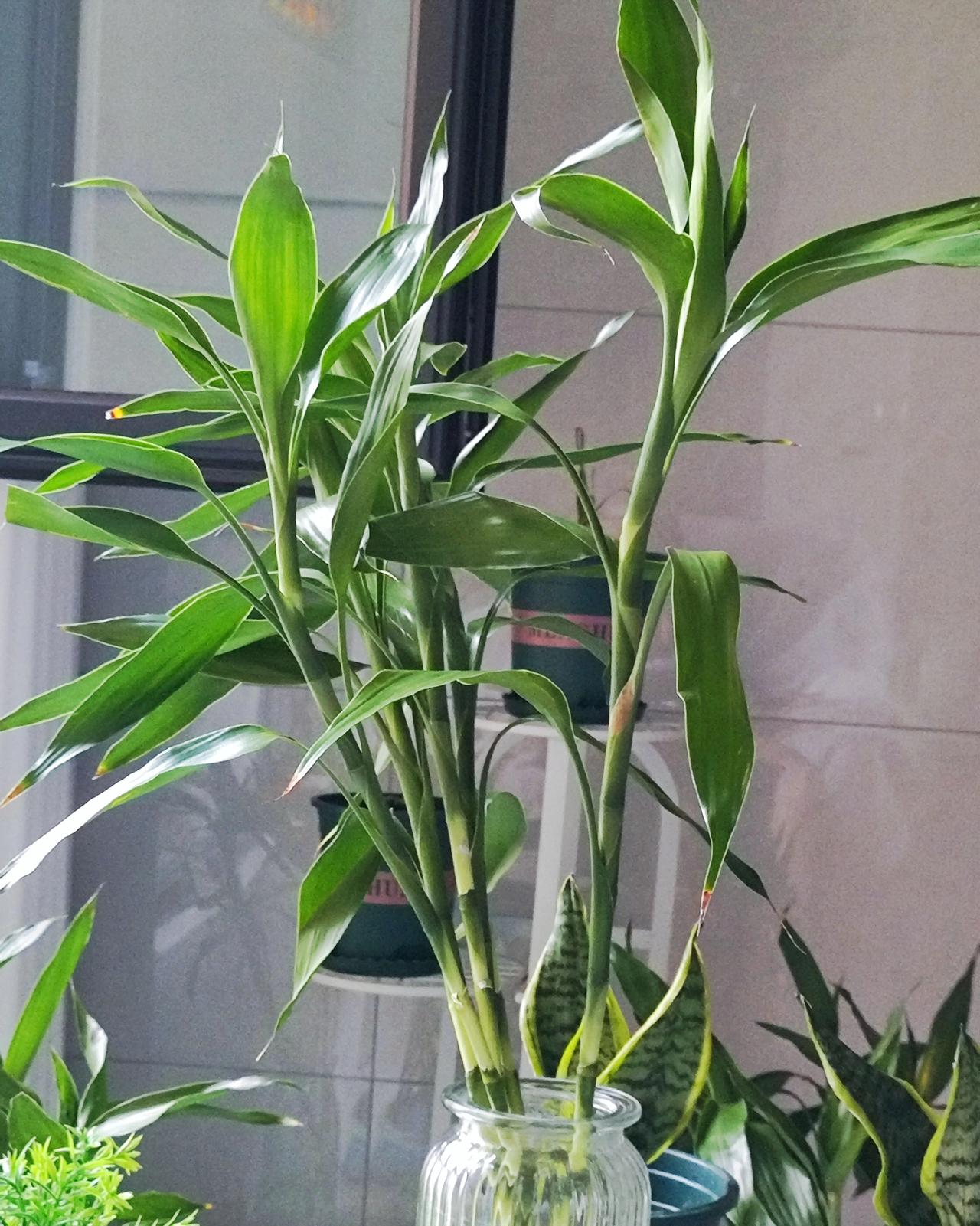 第一次把水竹养成功了，也是挺佩服自己。
前段时间买了几根水竹，回来的时候，叶子已