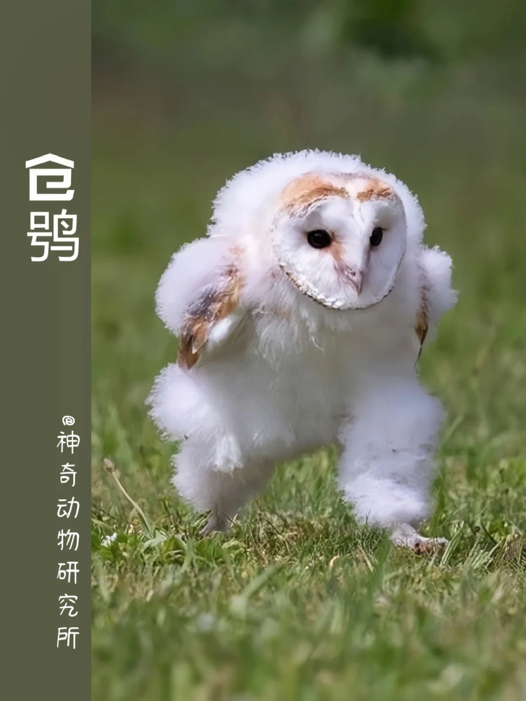 每天了解一种趣味动物👀仓鸮（xiāo）