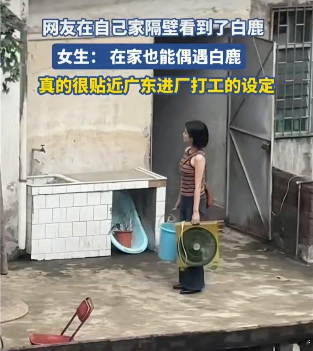 网友在家偶遇白鹿在家躺平刷手机，一抬头隔壁就站着白鹿本鹿，这种“终极宅家追星成就