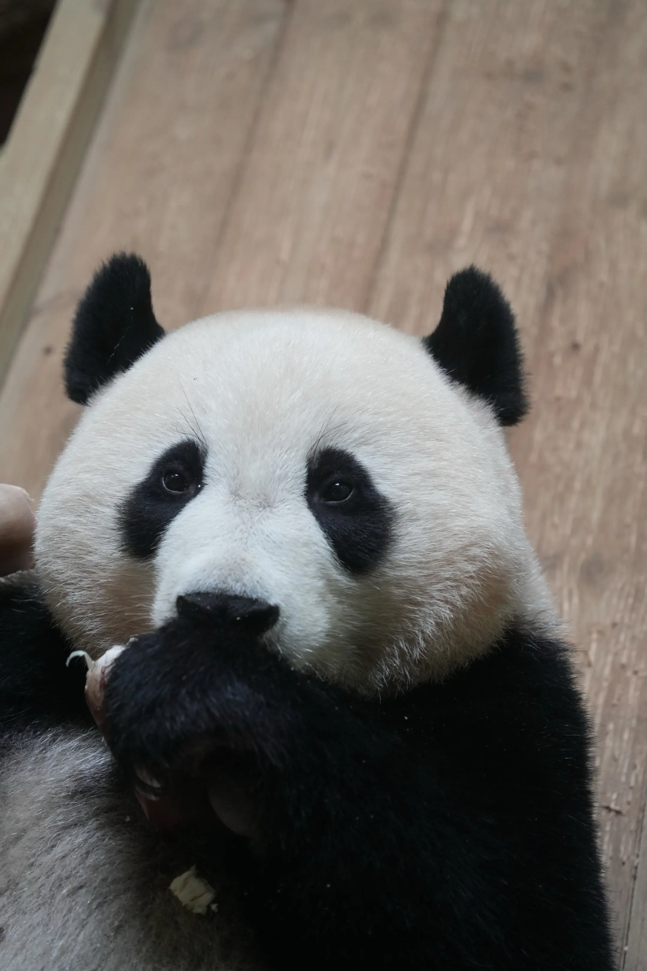 谢谢妹猪今天宠了我一回，给了个大正脸！今天，7月的最后一天，也是长隆年...