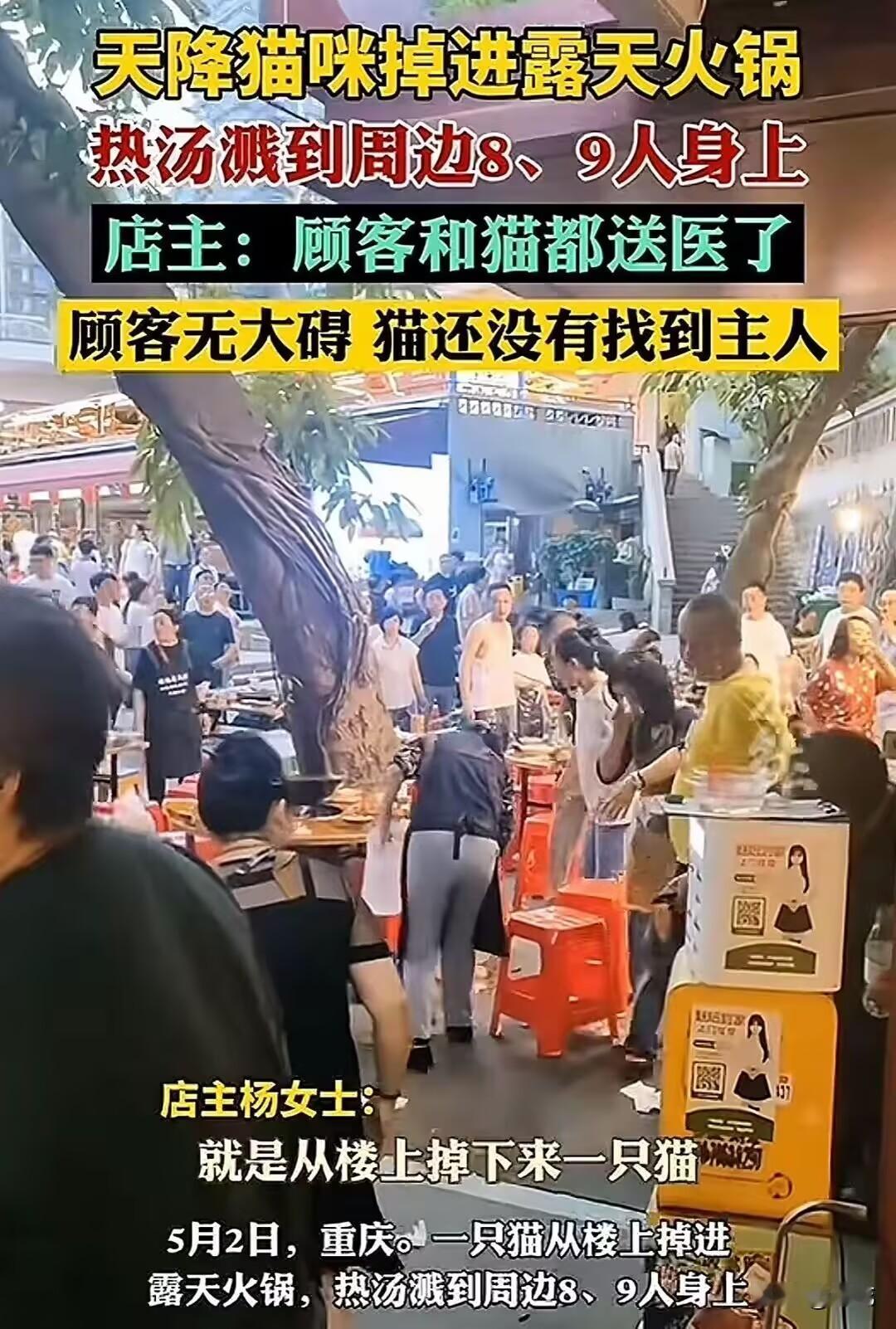 惊人！重庆火锅店突发"飞猫记"，火锅店老板火出圈了！
万万没想到啊！一只野猫从天
