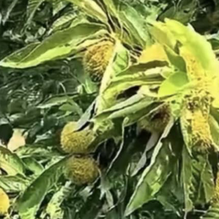 0000sorry我担就这么争气 板栗种植方法1. 选地：南向缓坡（≤25°），