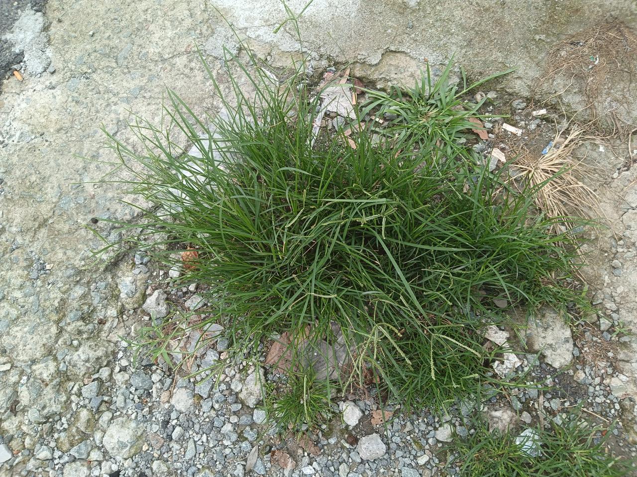 小草顽强地生长在石缝中，生命力顽强！