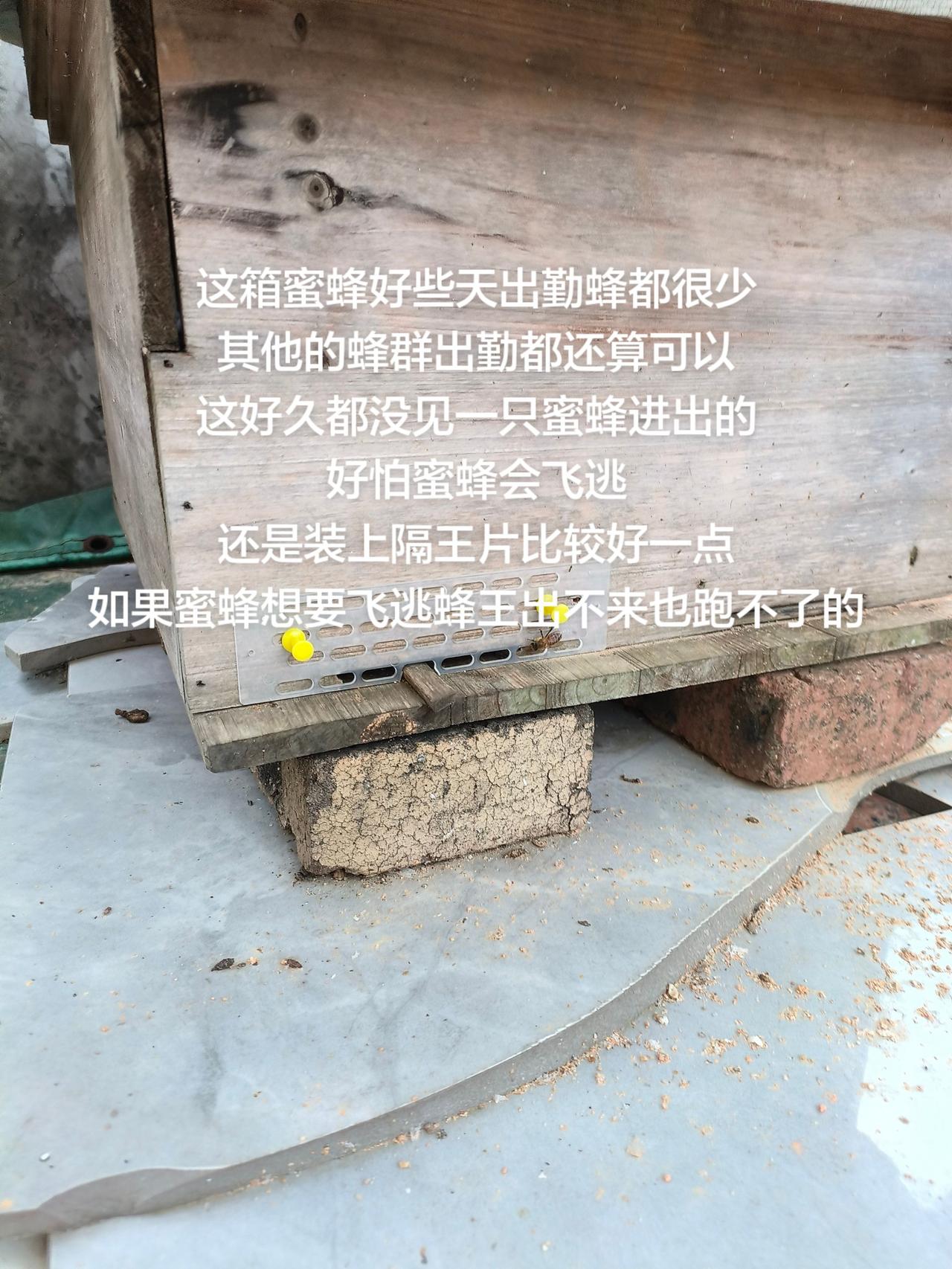 这箱蜜蜂好些天出勤蜂都很少
其他的蜂群出勤都还算可以
这好久都没见一只蜜蜂进出的