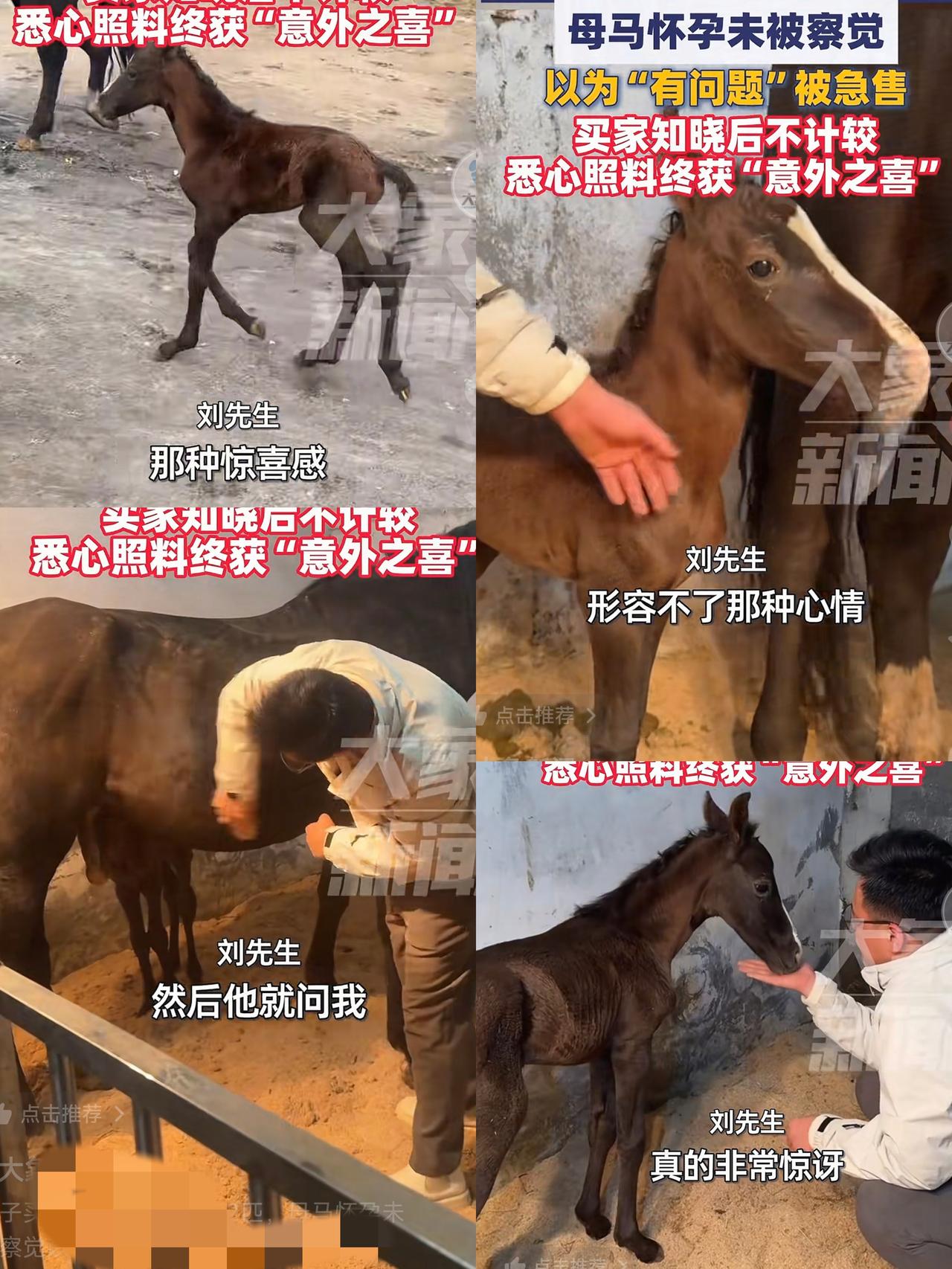 ”彻底赚大发了！”男子买了一匹马，原主人以为马肺部有问题，肚子大跑不动，结果买了