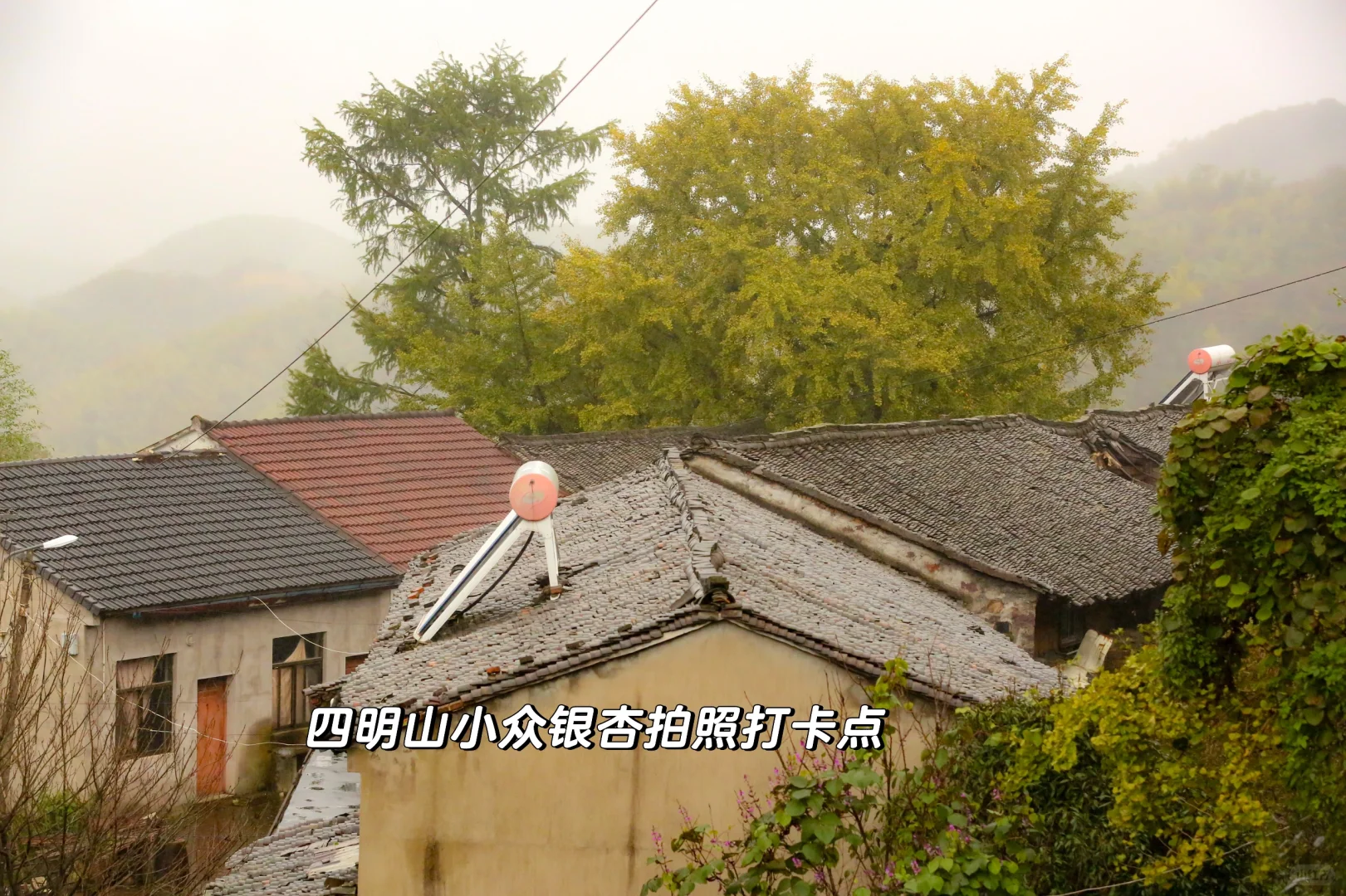 四明山银杏开始黄了 人少车直达 （附攻略）