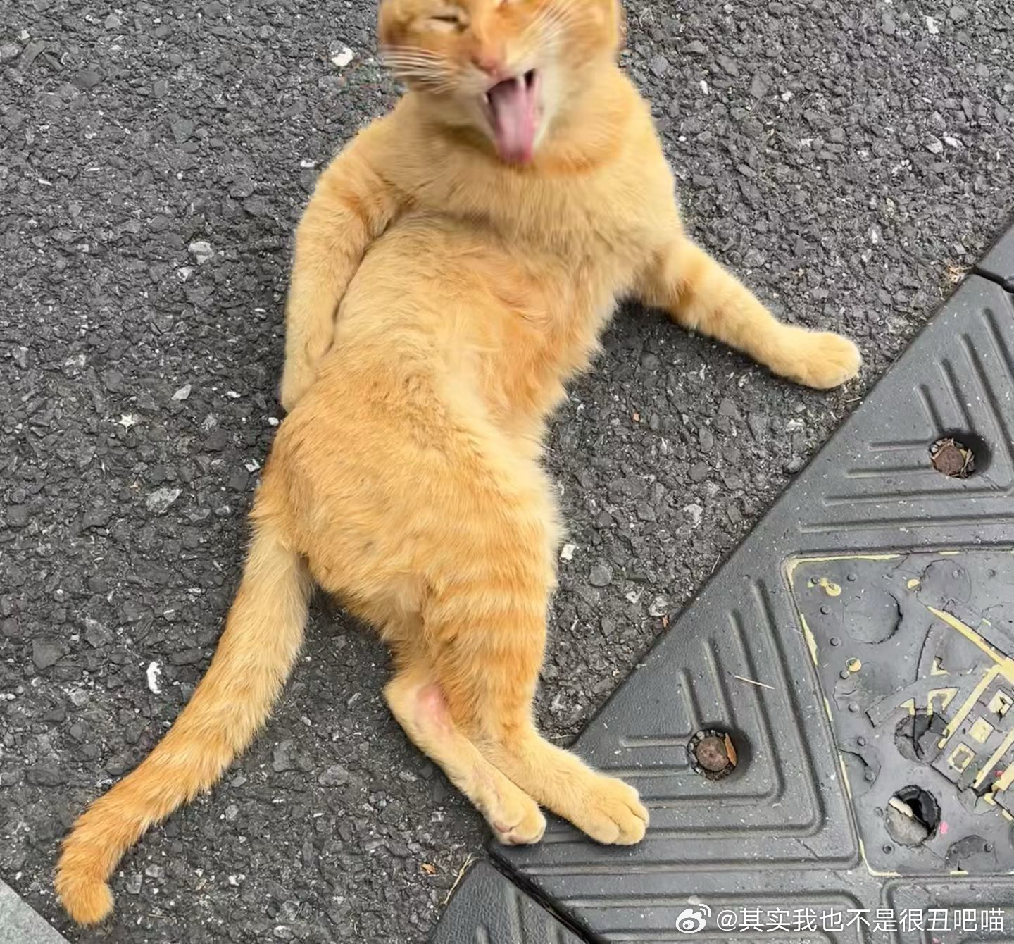 49530【丑猫】只是在舔毛 
