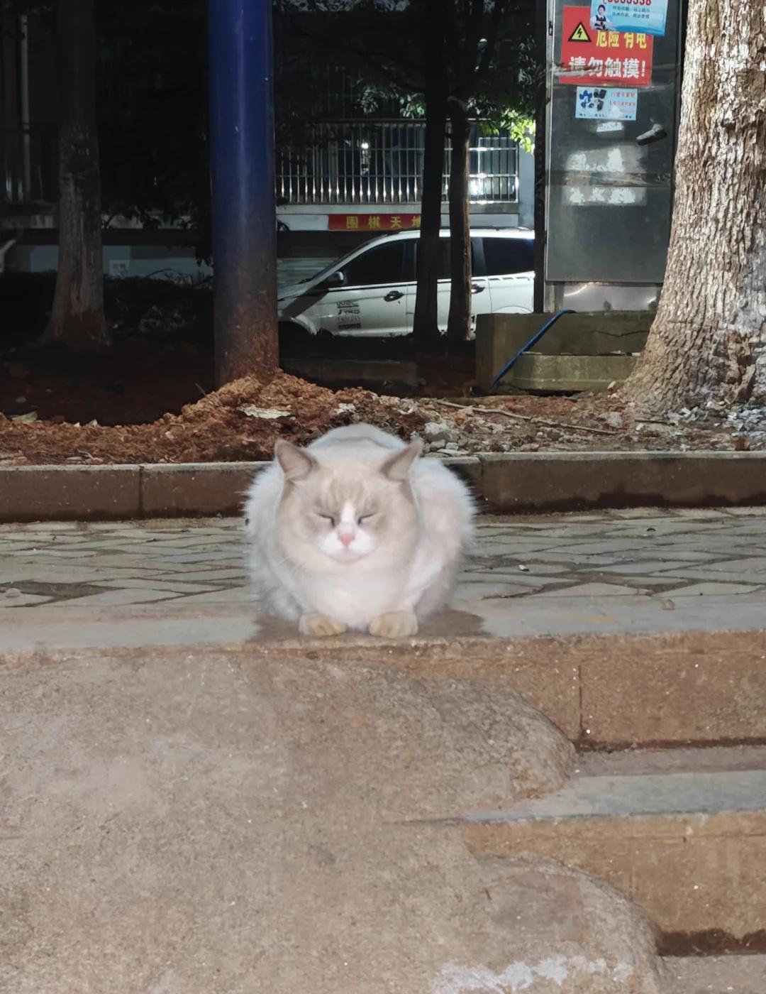 抚州阳光城附近有谁丢了布偶猫吗！！！
如图，今天晚上22.30左右在阳光城里面捡