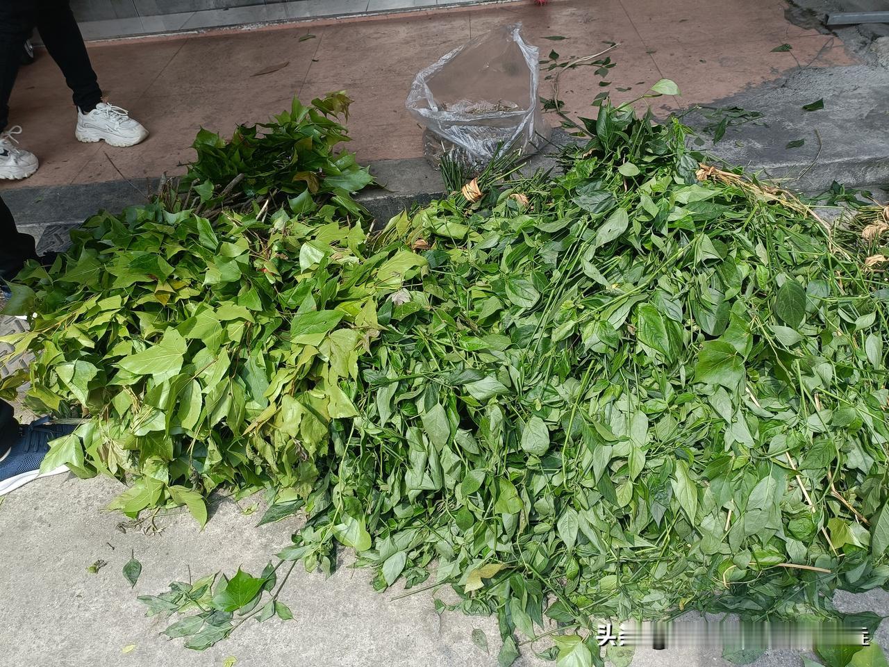 广西清明，三月三的色彩
在广西，每到清明，三月三，
市面上就有不少卖树叶，杂草的