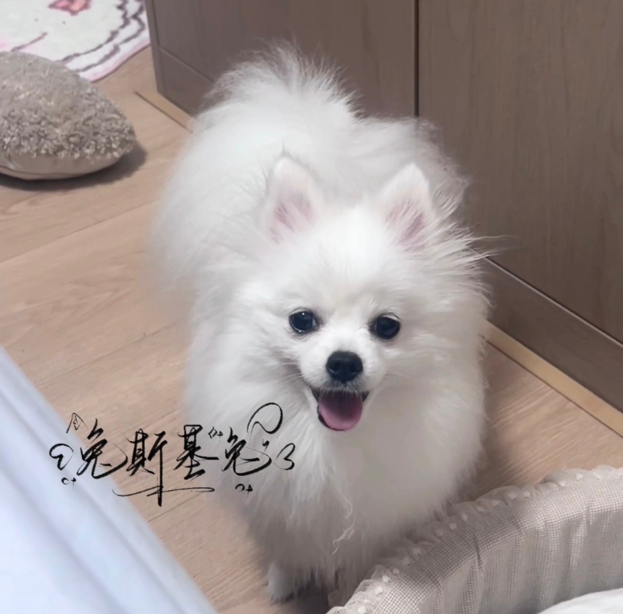 小宝贝们 