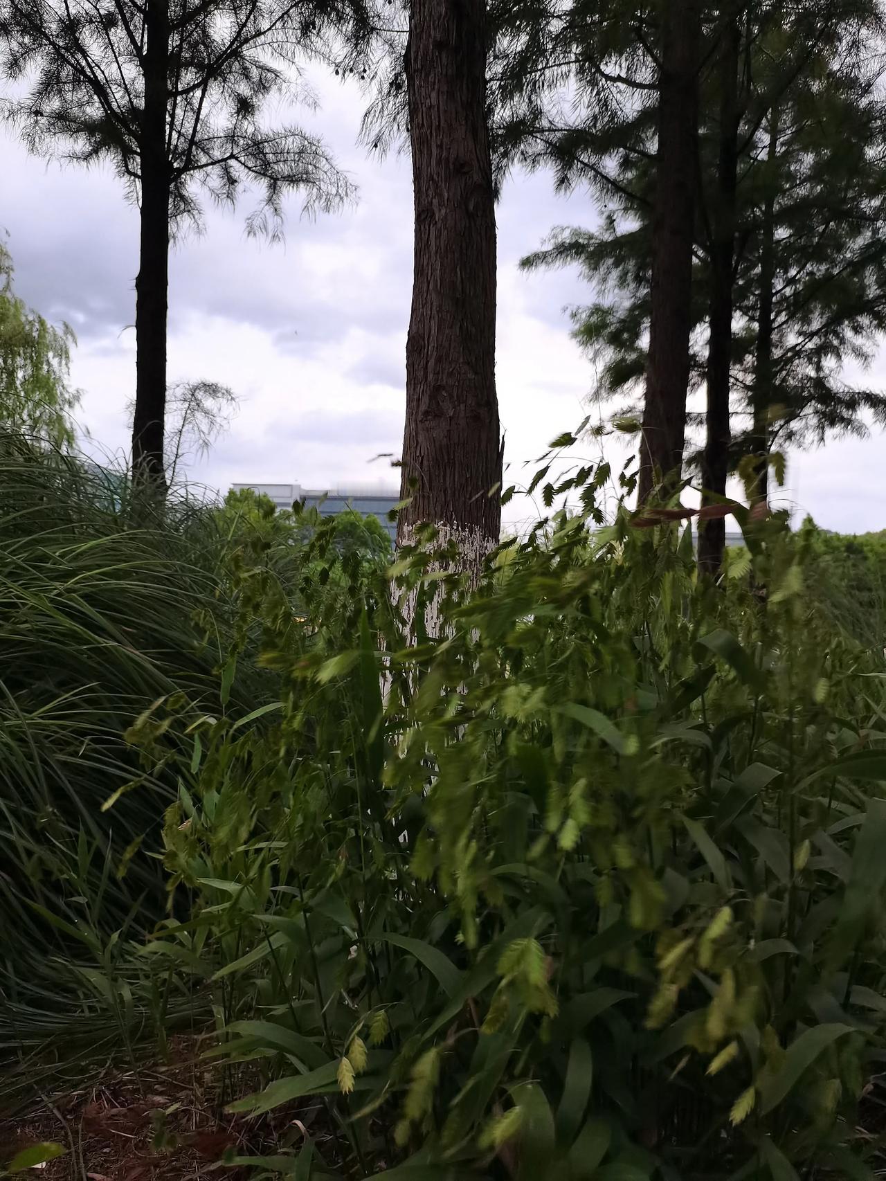 梦见准备复读，
在暗恋的班主任班里，
隐约感觉会有禁忌的东西发生。

一起复读的