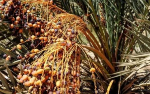 埃及人把椰枣树种在沙漠里挡风沙，每年光靠出口就能换回五亿美元。
 
到了2019