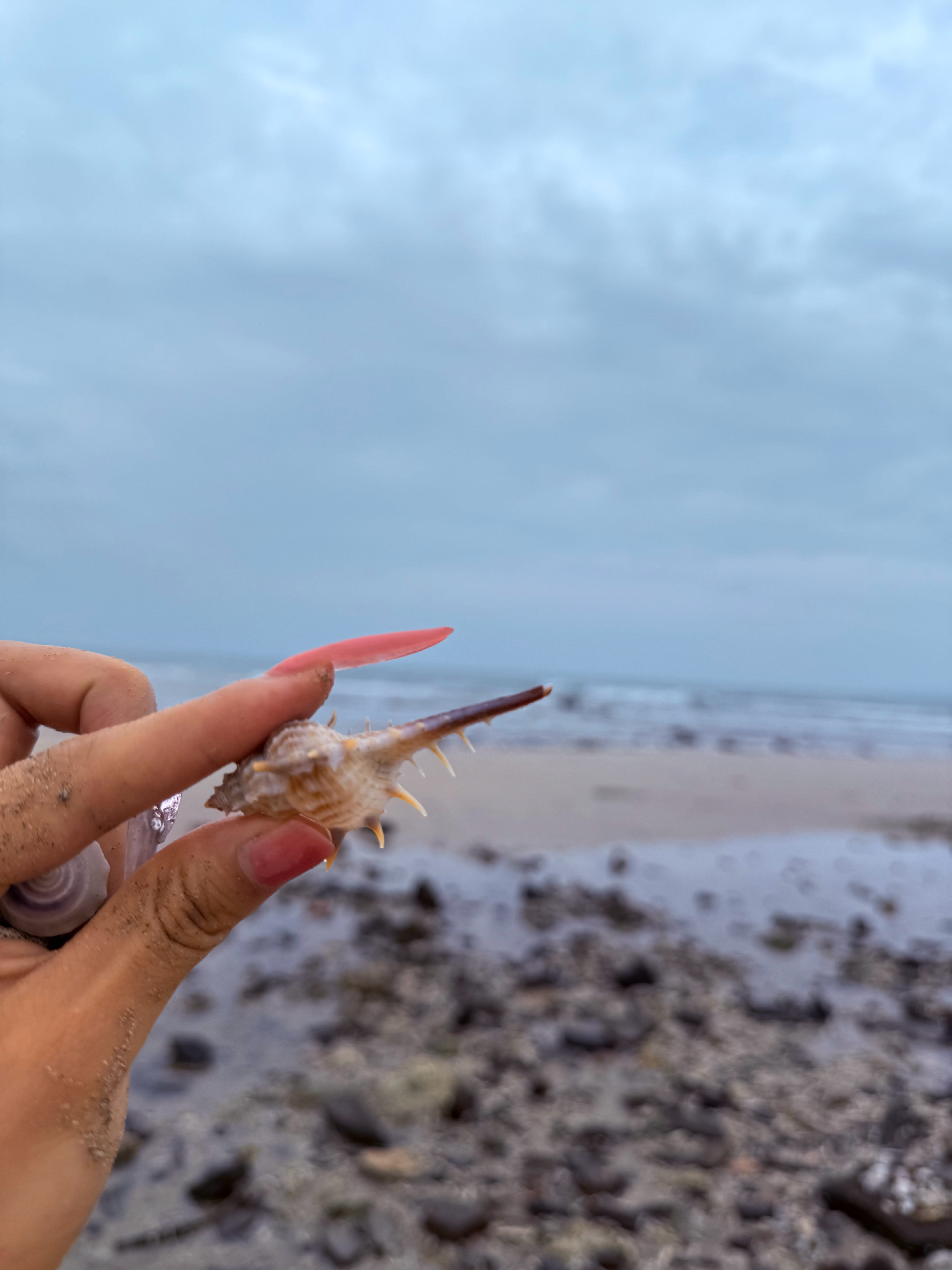 🐚 