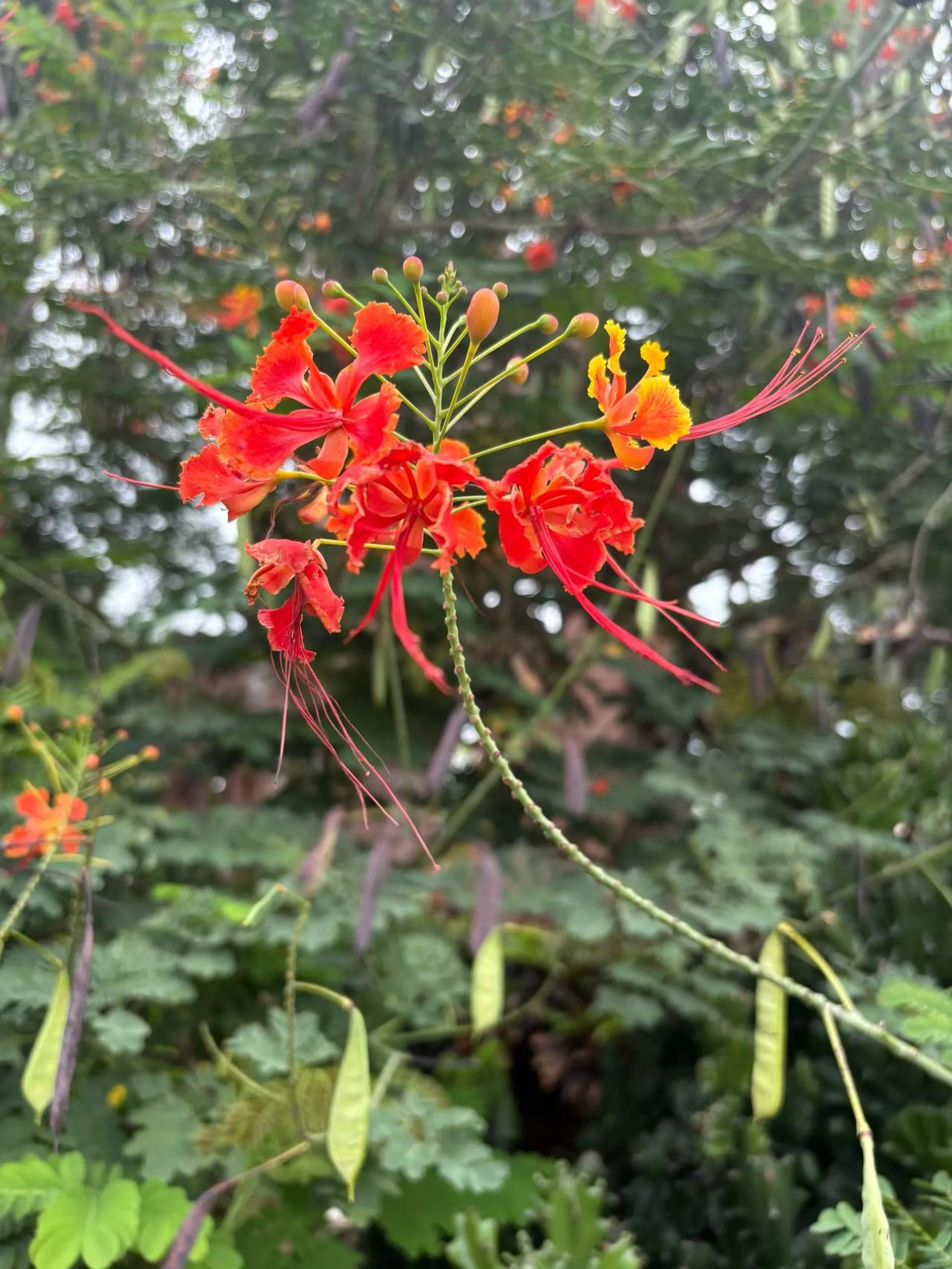 好漂亮的花，喜欢吗？