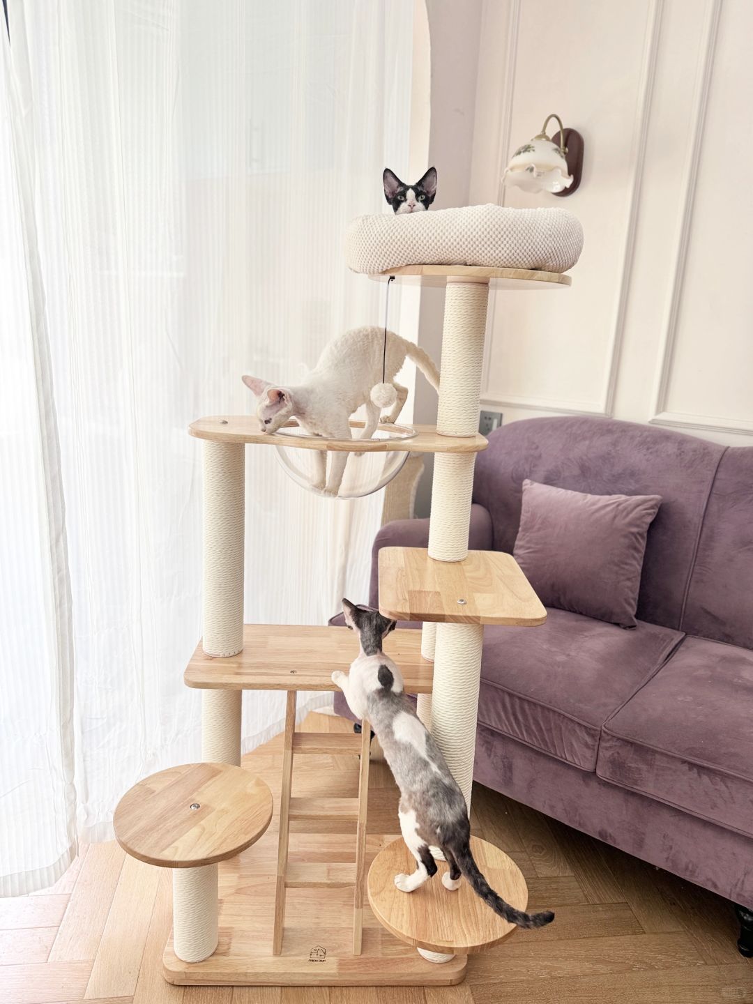 猫咪快乐老家🐱跟它比跟我还亲