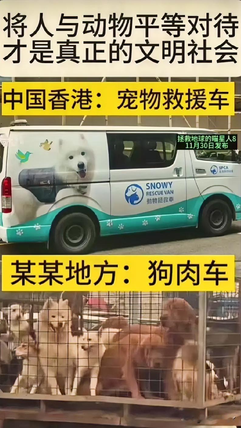 看到香港的宠物救援车为毛孩子们点亮起希望之光，又听闻有生命在铁笼中痛苦挣扎，我不