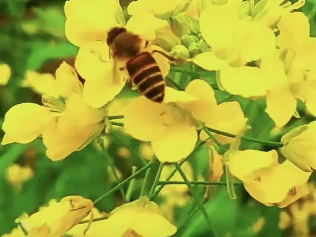 咏蜜蜂 
朝采晨露暮追芳，
薄翅穿梭花海忙。
莫道微躯轻似絮，
人间谁不喜琼浆。