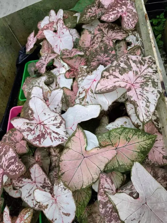 冰沙预个告