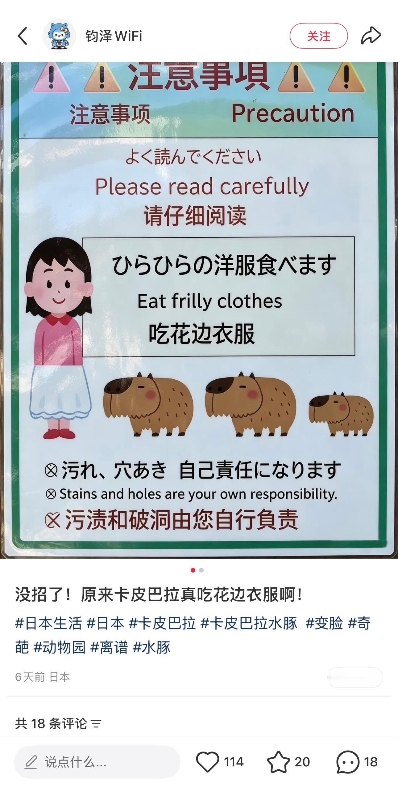 诶诶！原来卡皮巴拉喜欢吃衣服的花边第一次知道这个冷知识 
