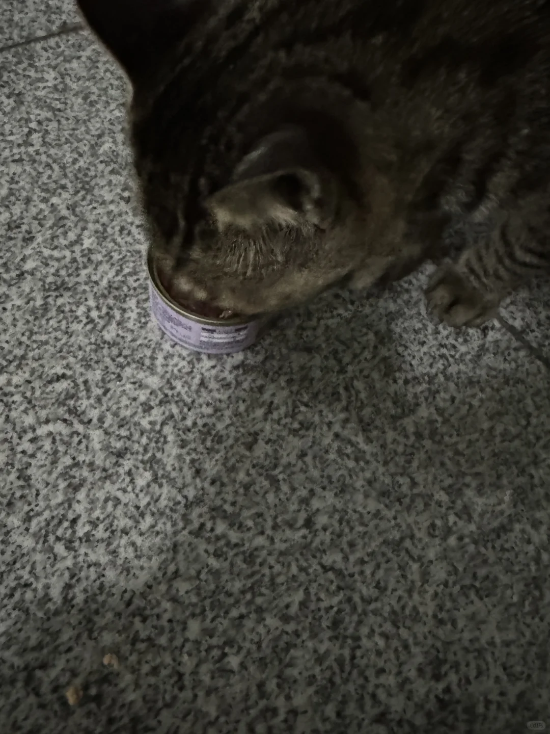 我其实不养猫，但我的包包里永远有小猫零食，猫罐头或者是猫条，或者是火腿...