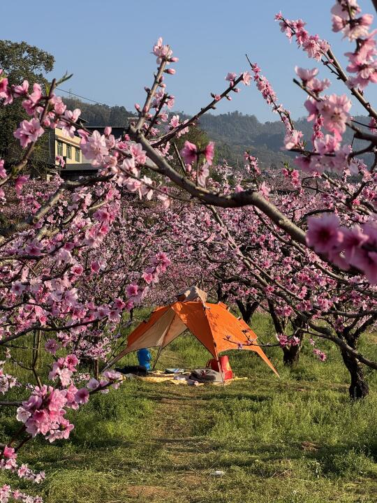 龙泉山桃花开，我露营过春天🌸｜3月25实况！