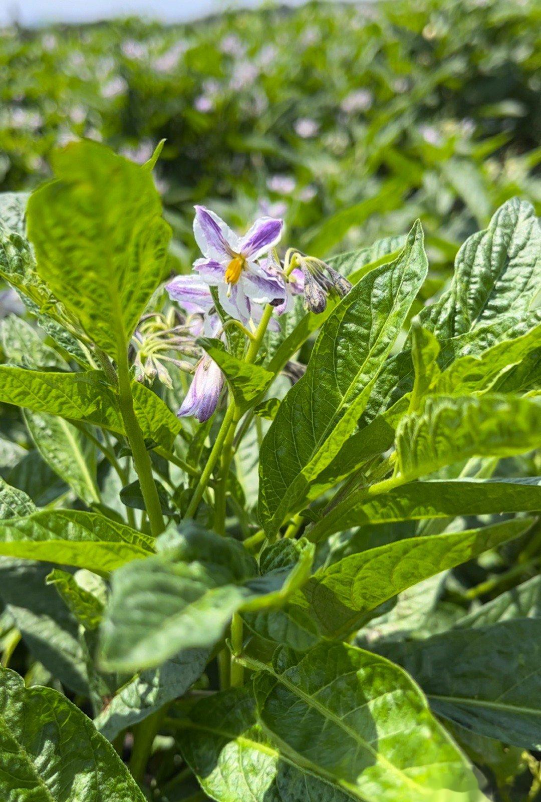 这个扁扁的人参果（香瓜茄）实在是太难吃了  ​​​